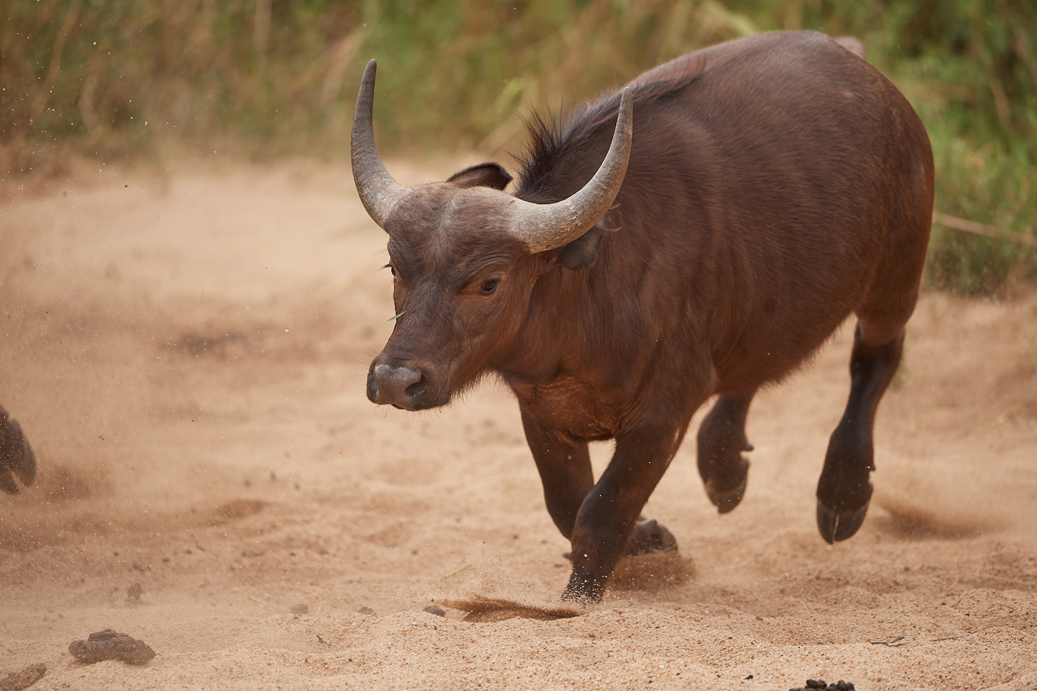 KAPBÜFFEL - CAPE BUFFALO