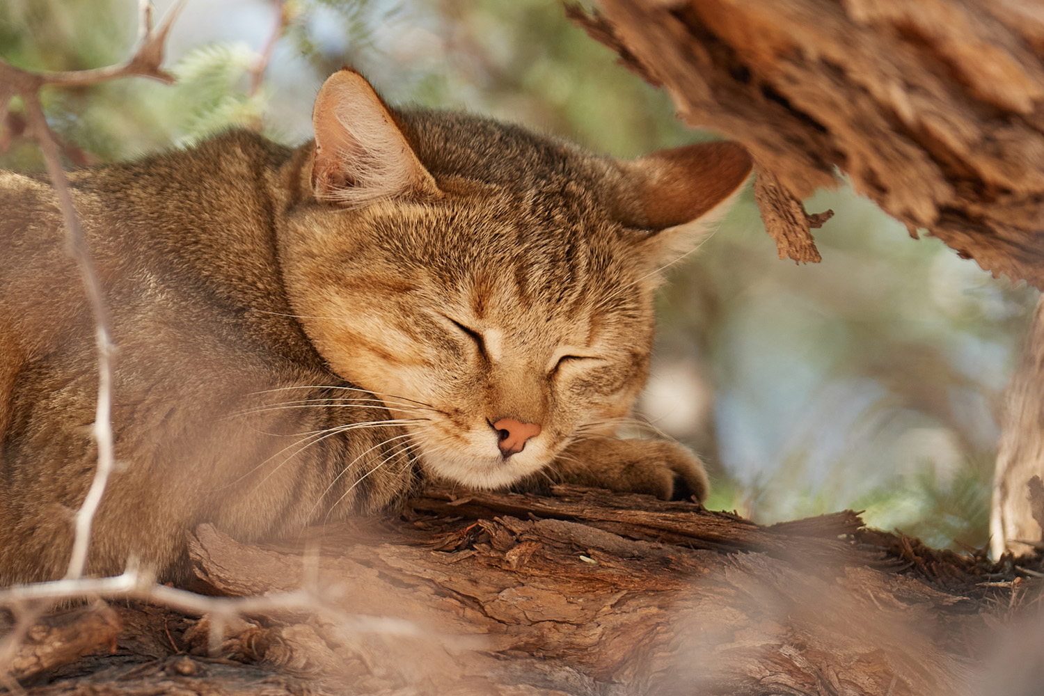 AFRIKANISCHE WILDKATZE – AFRICAN WILDCAT