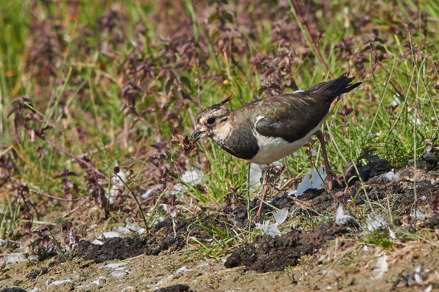 KIEBITZ - LAPWING