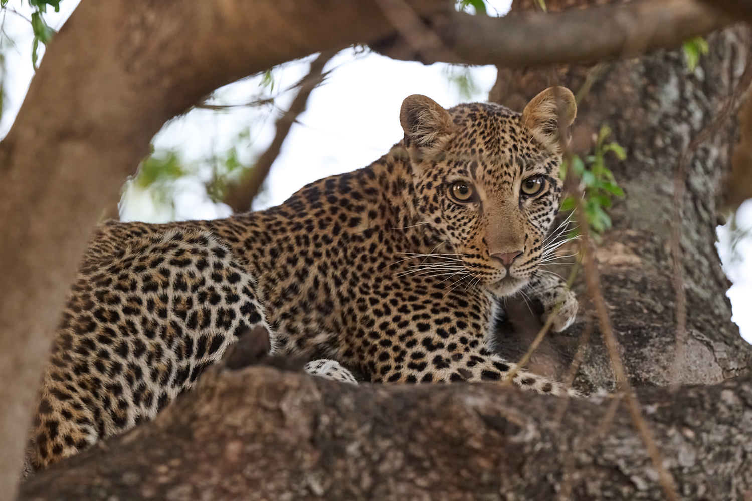 LEOPARD