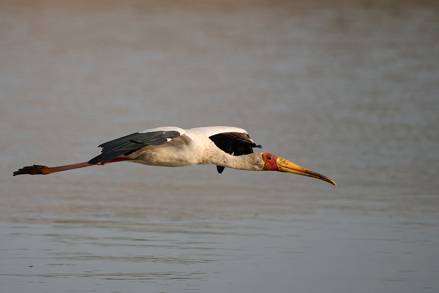 NIMMERSATT - YELLOW-BILLED STORK