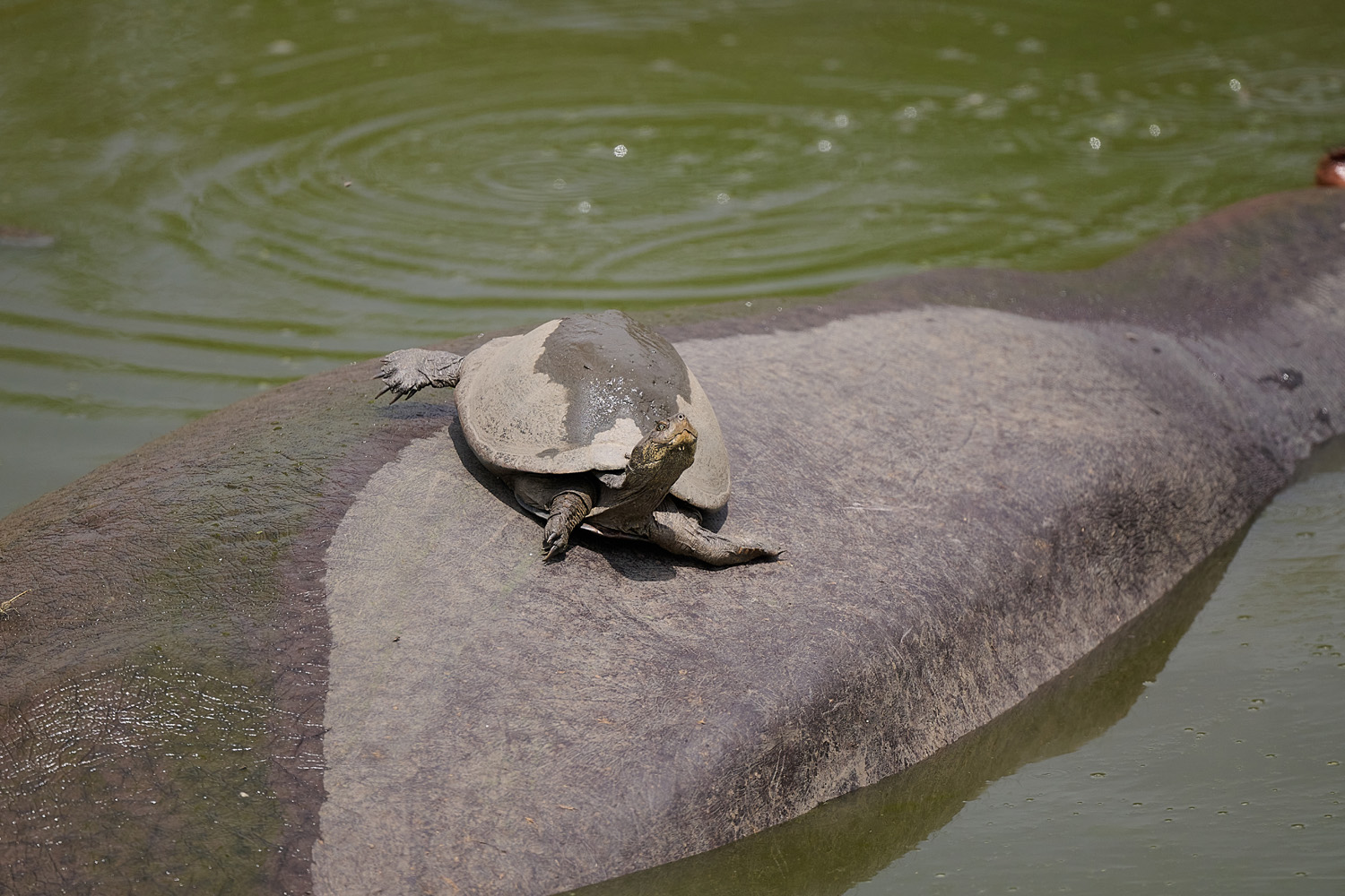 STARRBRUST-PELOMEDUSENSCHILDKRÖTE/FLUSSPFERD - AFRICAN HELMETED TURTLE/HIPPO