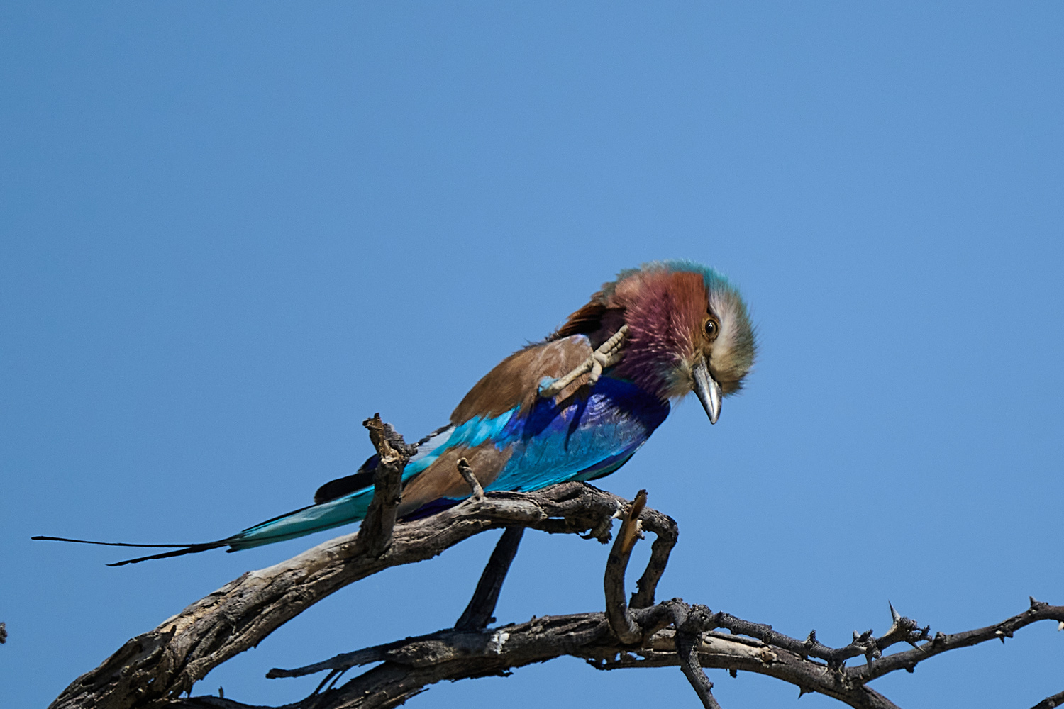 GABELRACKE - LILAC-BREASTED ROLLER