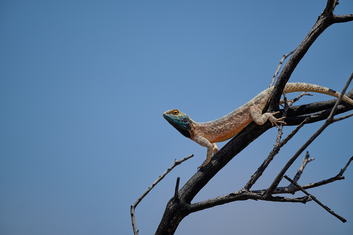 KALAHARI-STACHELAGAME – GROUND AGAMA