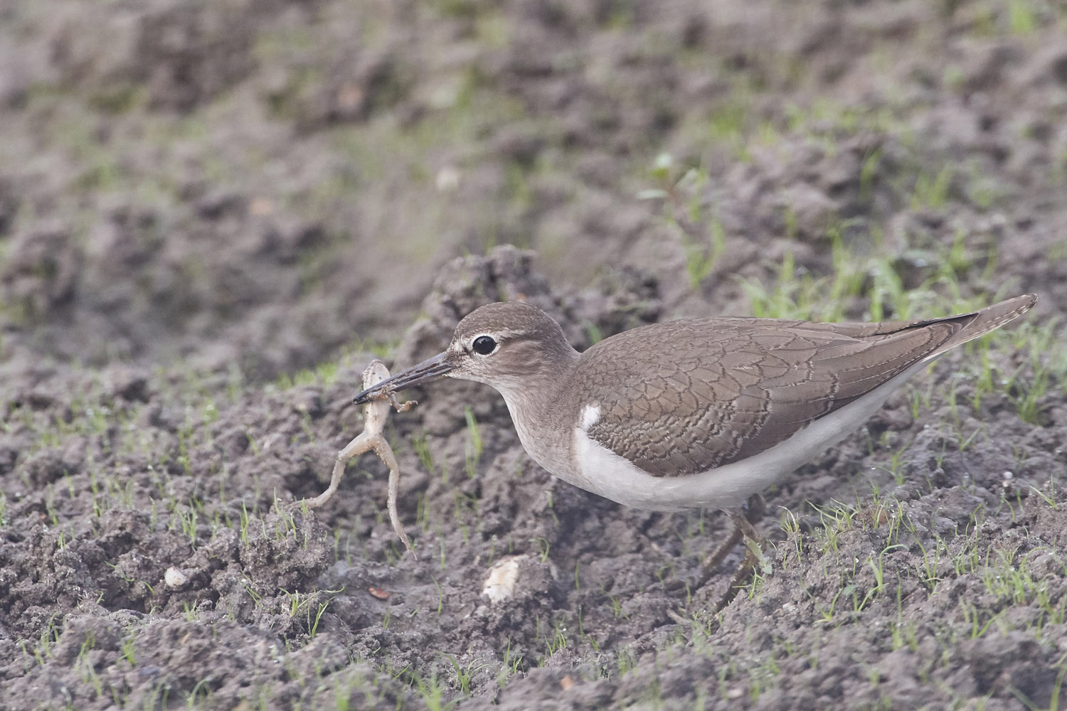 WALDWASSERLÄUFER – GREEN SANDPIPER