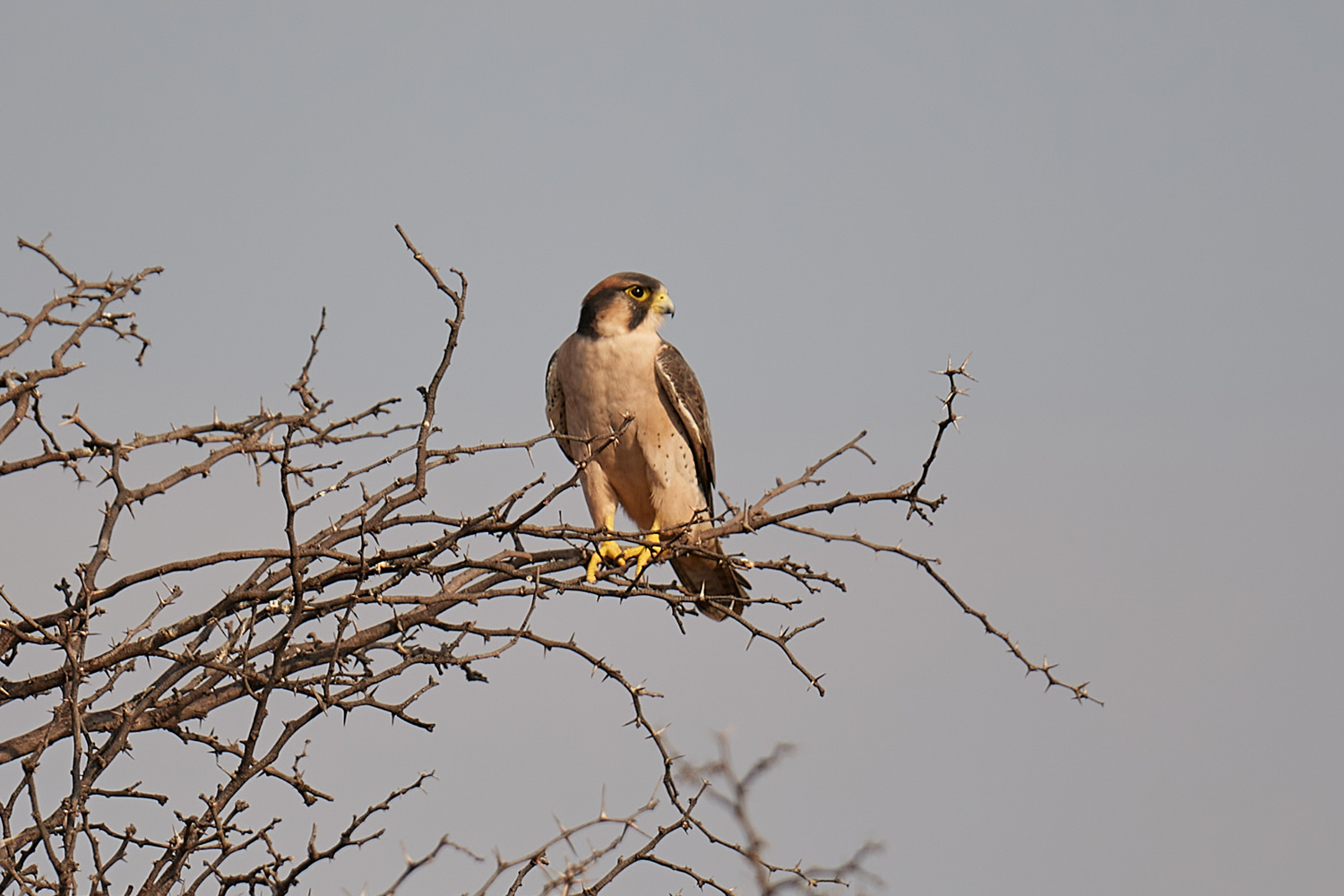 LANNERFALKE – LANNER FALCON
