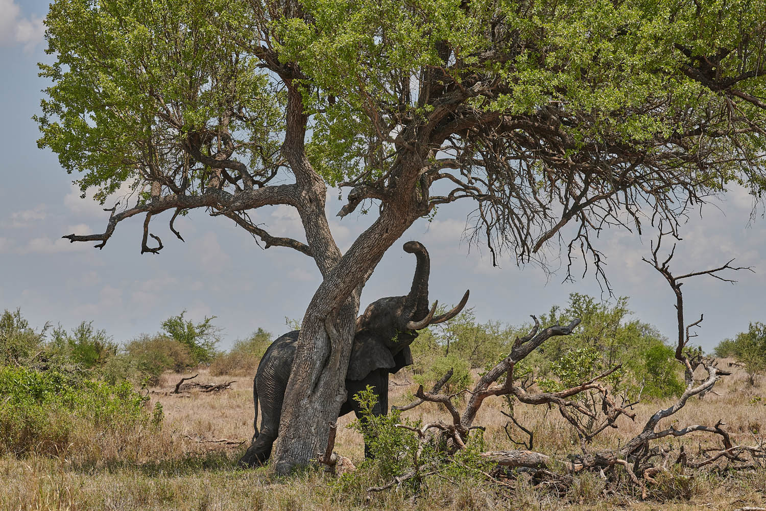 ELEFANT - ELEPHANT