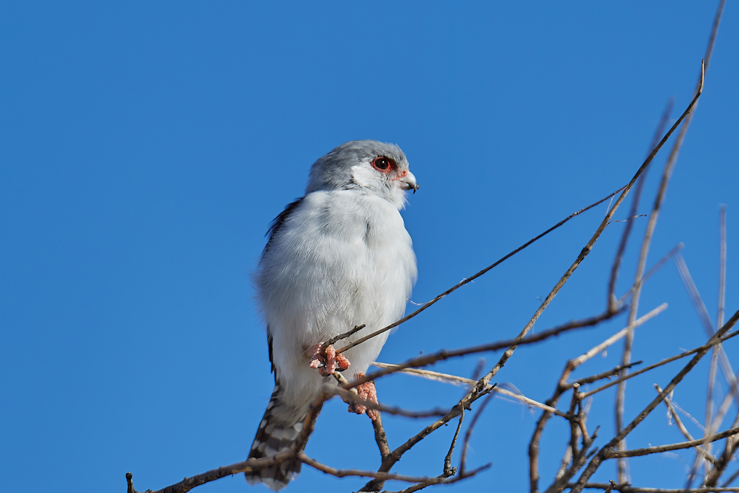 HALSBAND-ZWERGFALKE – PYGMY FALCON