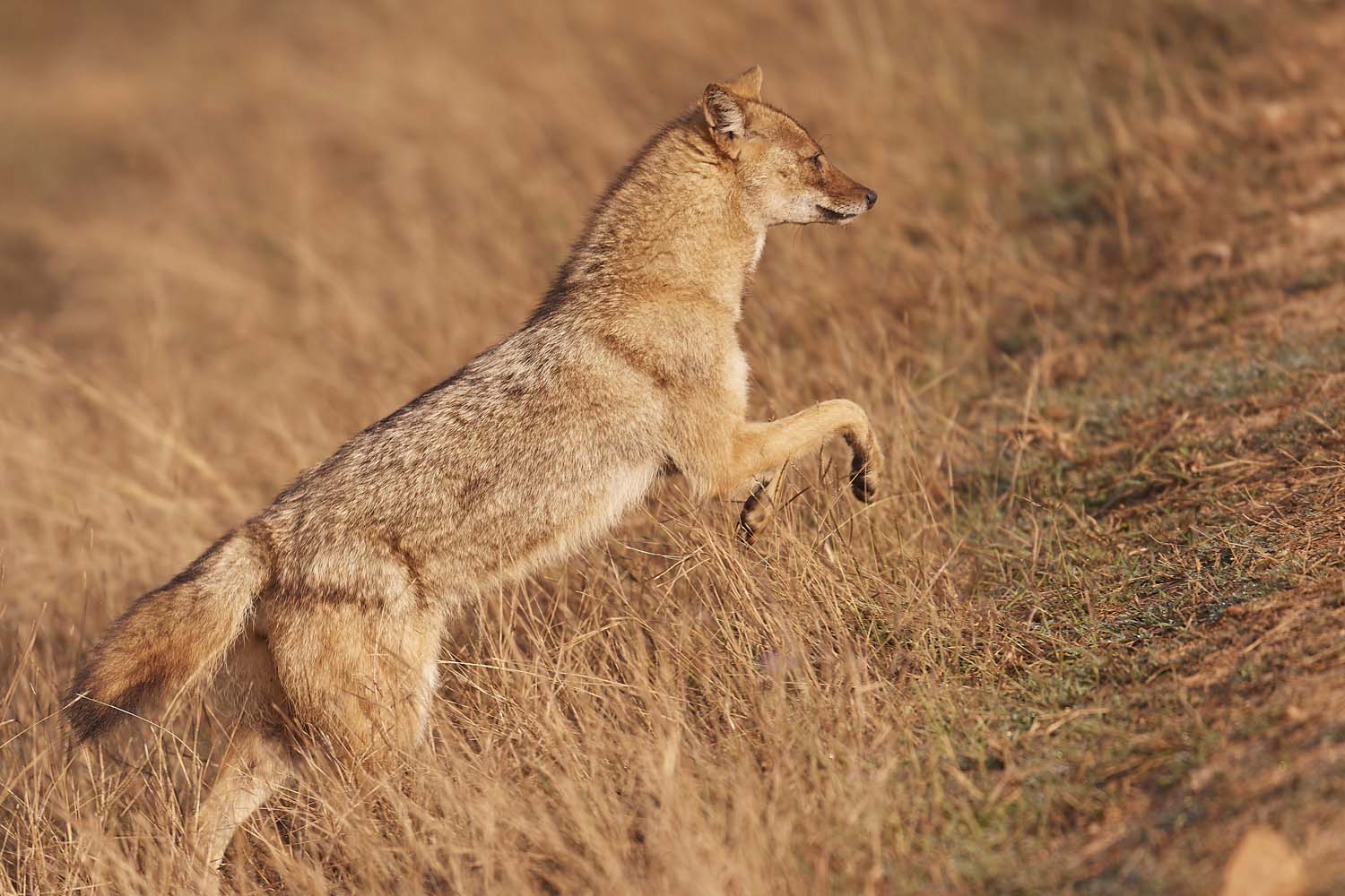 SCHAKAL - JACKAL