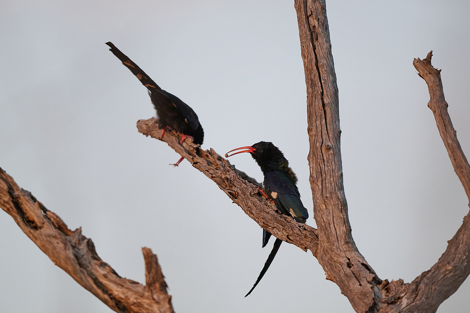 BAUMHOPF – GREEN WOOD HOOPOE