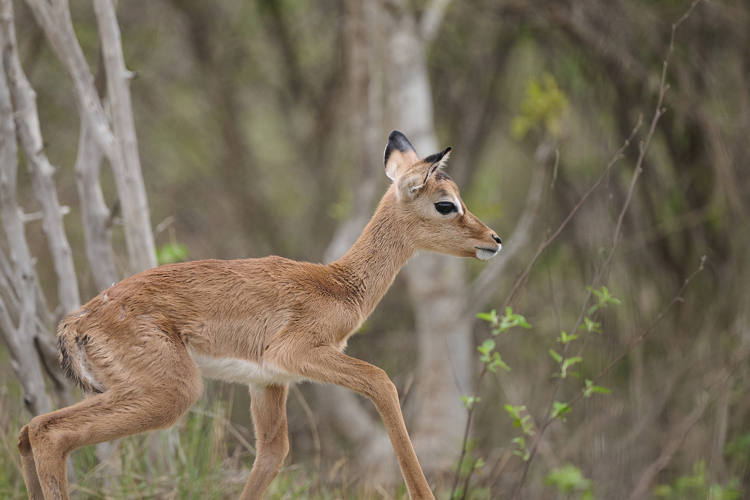 IMPALA