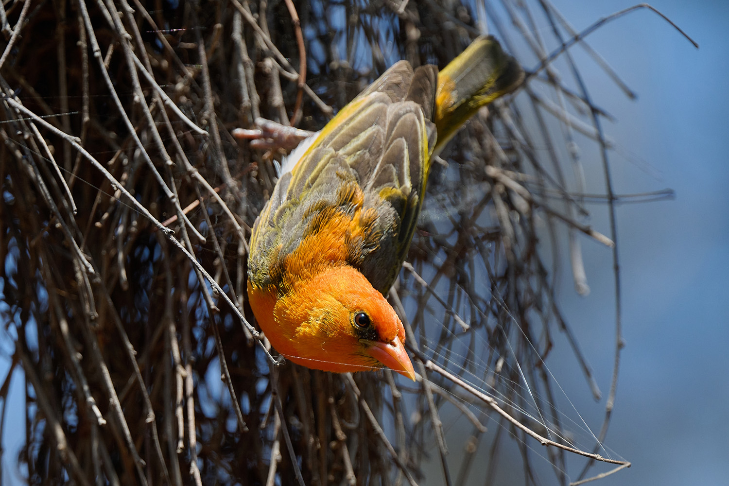 SCHARLACHWEBER - RED-HEADED WEAVER