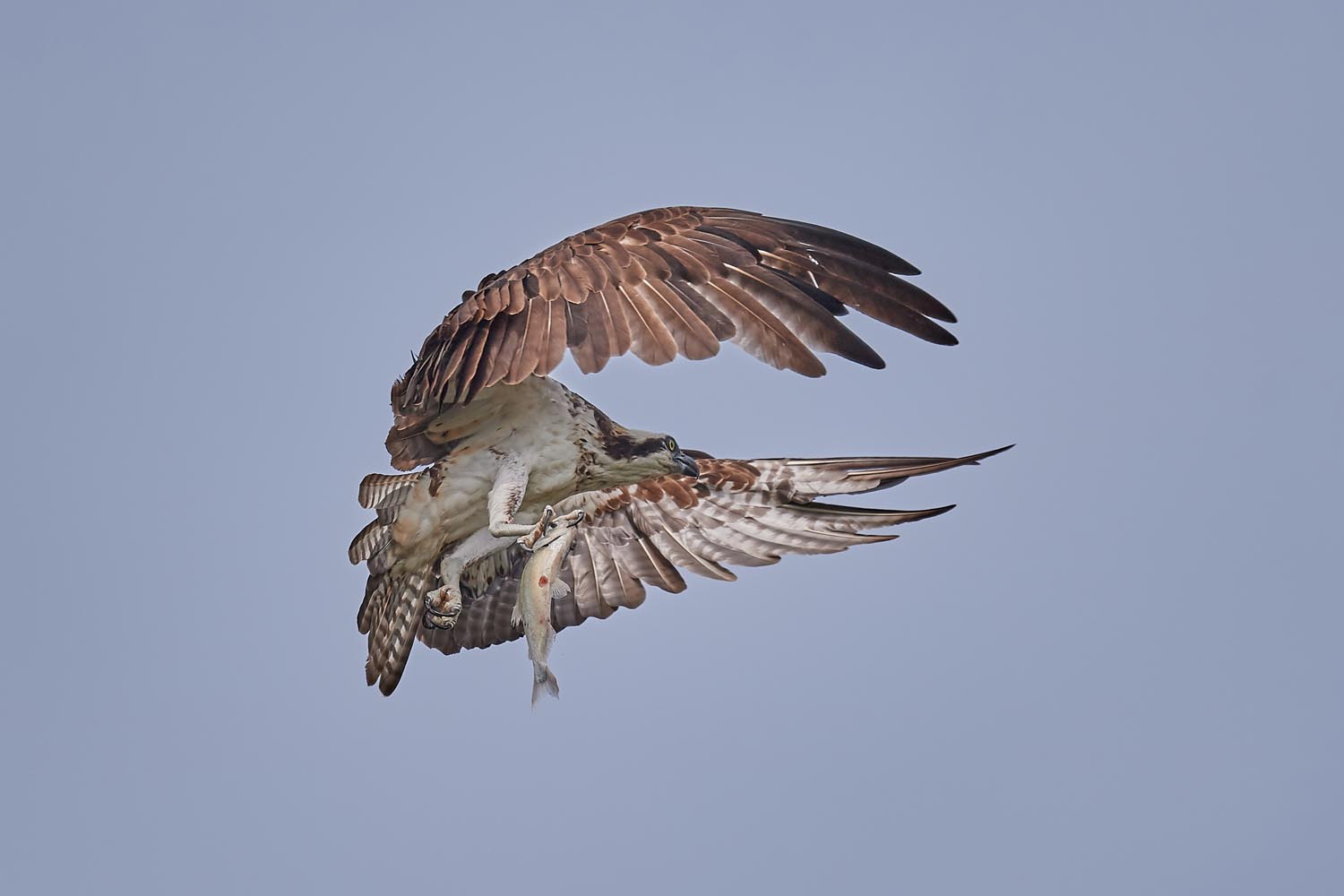 FISCHADLER – OSPREY