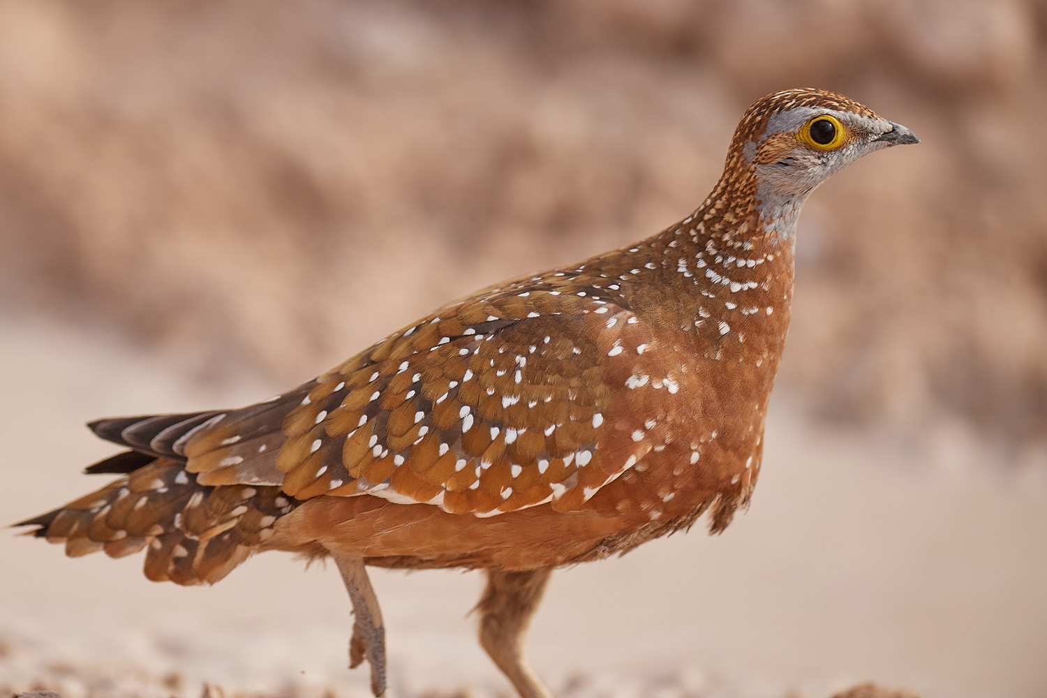 TÜPFELFLUGHUHN – BURCHELL´S SANDGROUSE