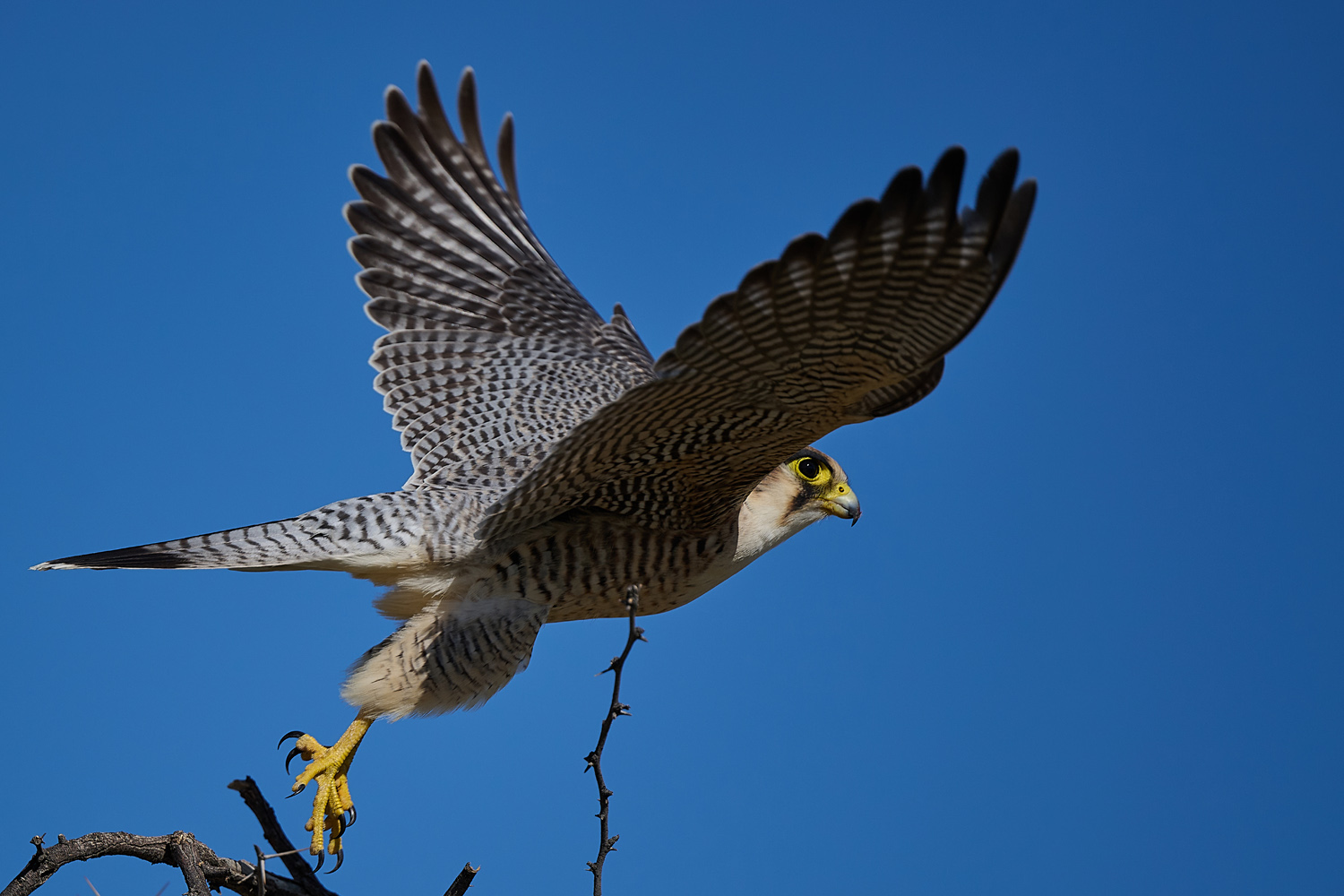 LANNERFALKE – LANNER FALCON