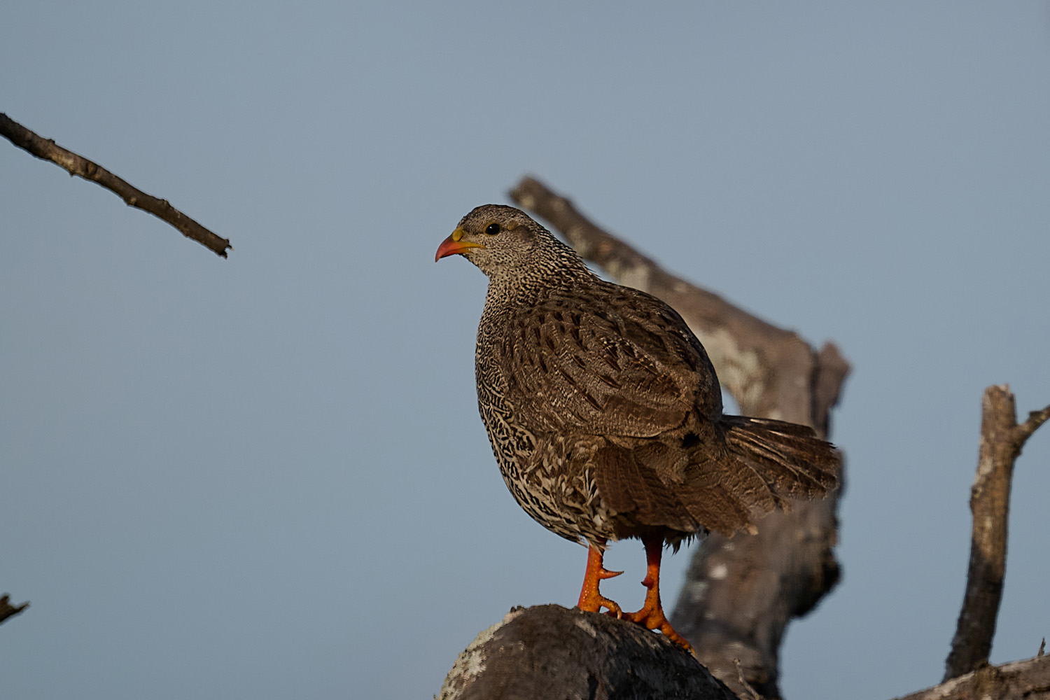 NATALFRANKOLIN – NATAL SPURFOWL