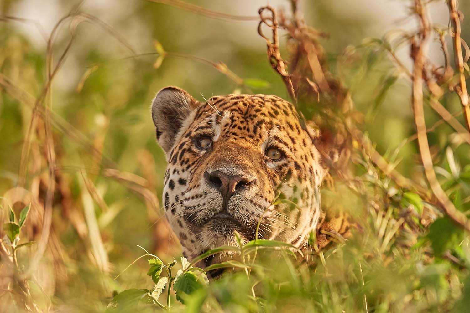 JAGUAR
