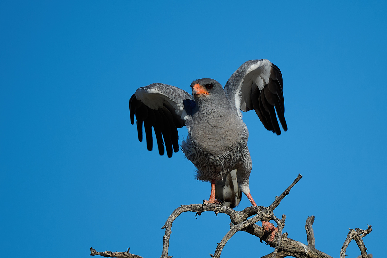 GROSSER SINGHABICHT – PALE CHANTING GOSHAWK