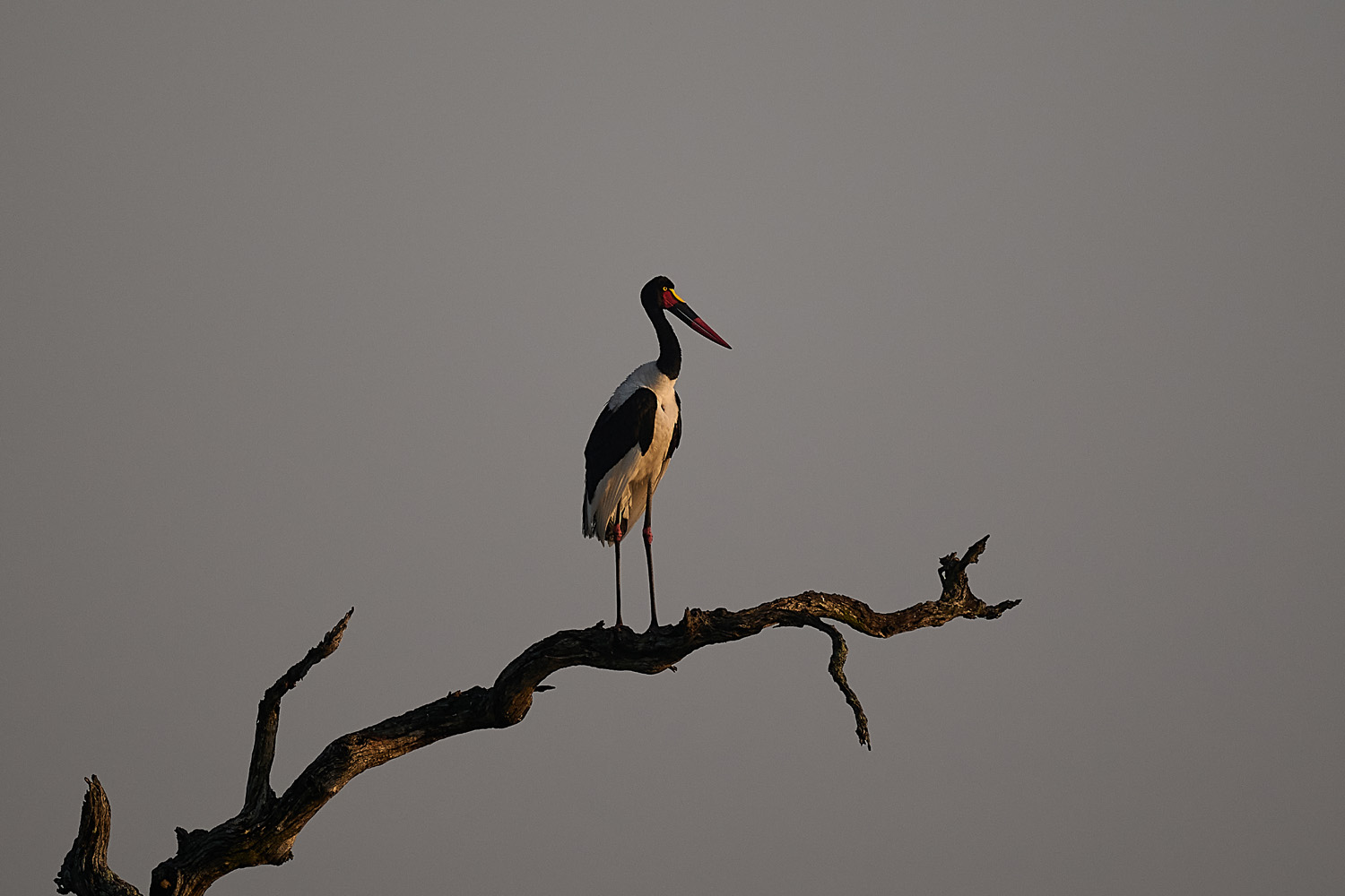 SATTELSTORCH - SADDLE-BILLED STORCK