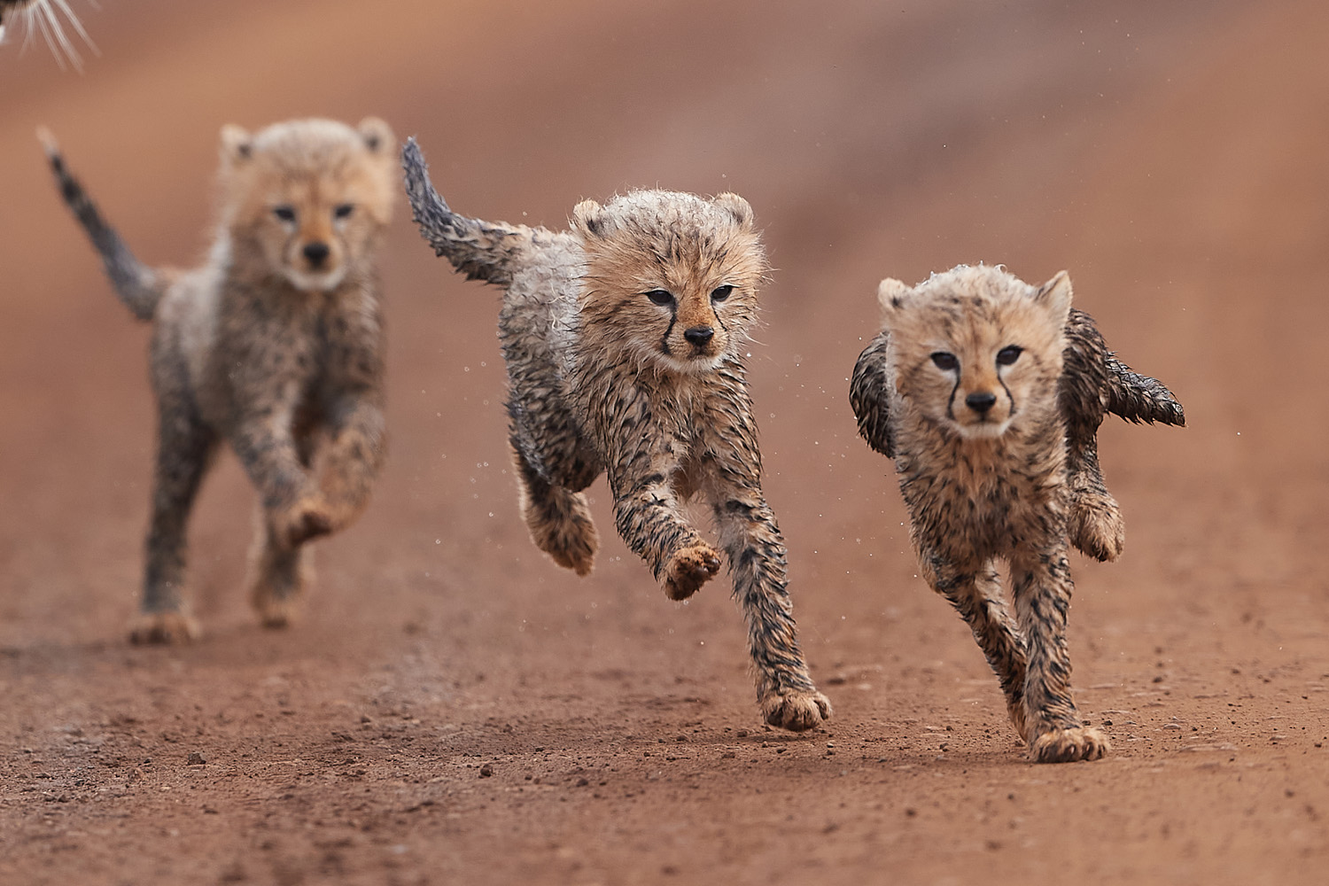 GEPARD – CHEETAH