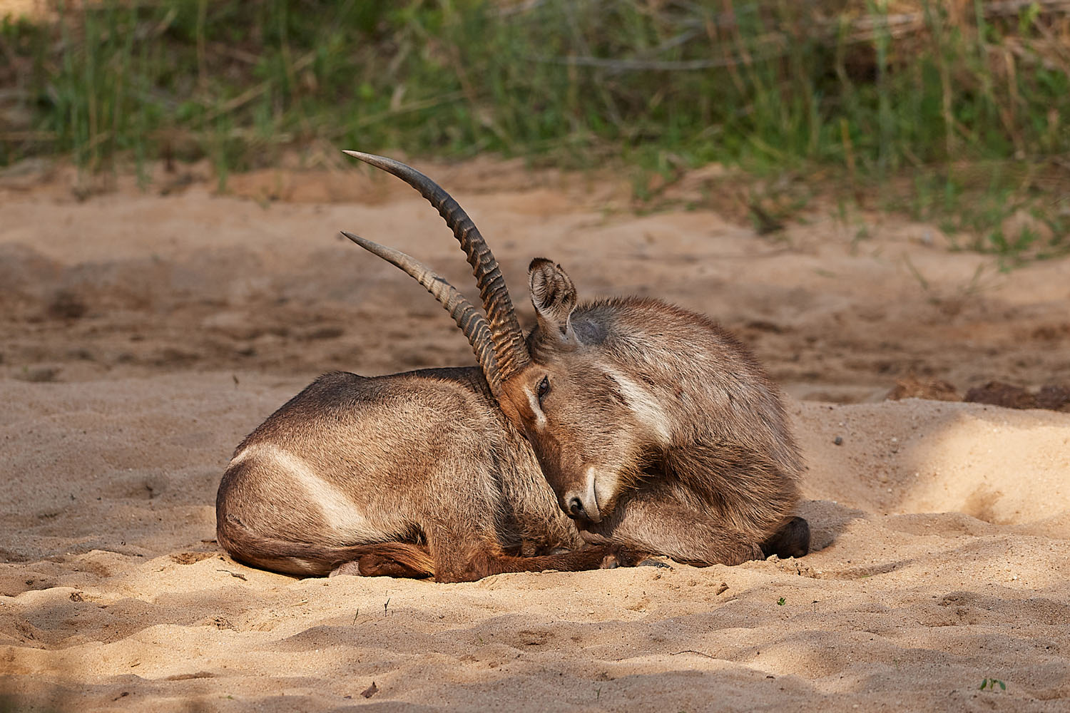 WASSERBOCK - WATERBUCK