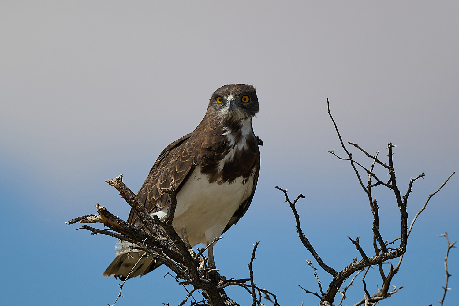 SCHWARZBRUST-SCHLANGENADLER – BLACK-CHESTED SNAKE EAGLE