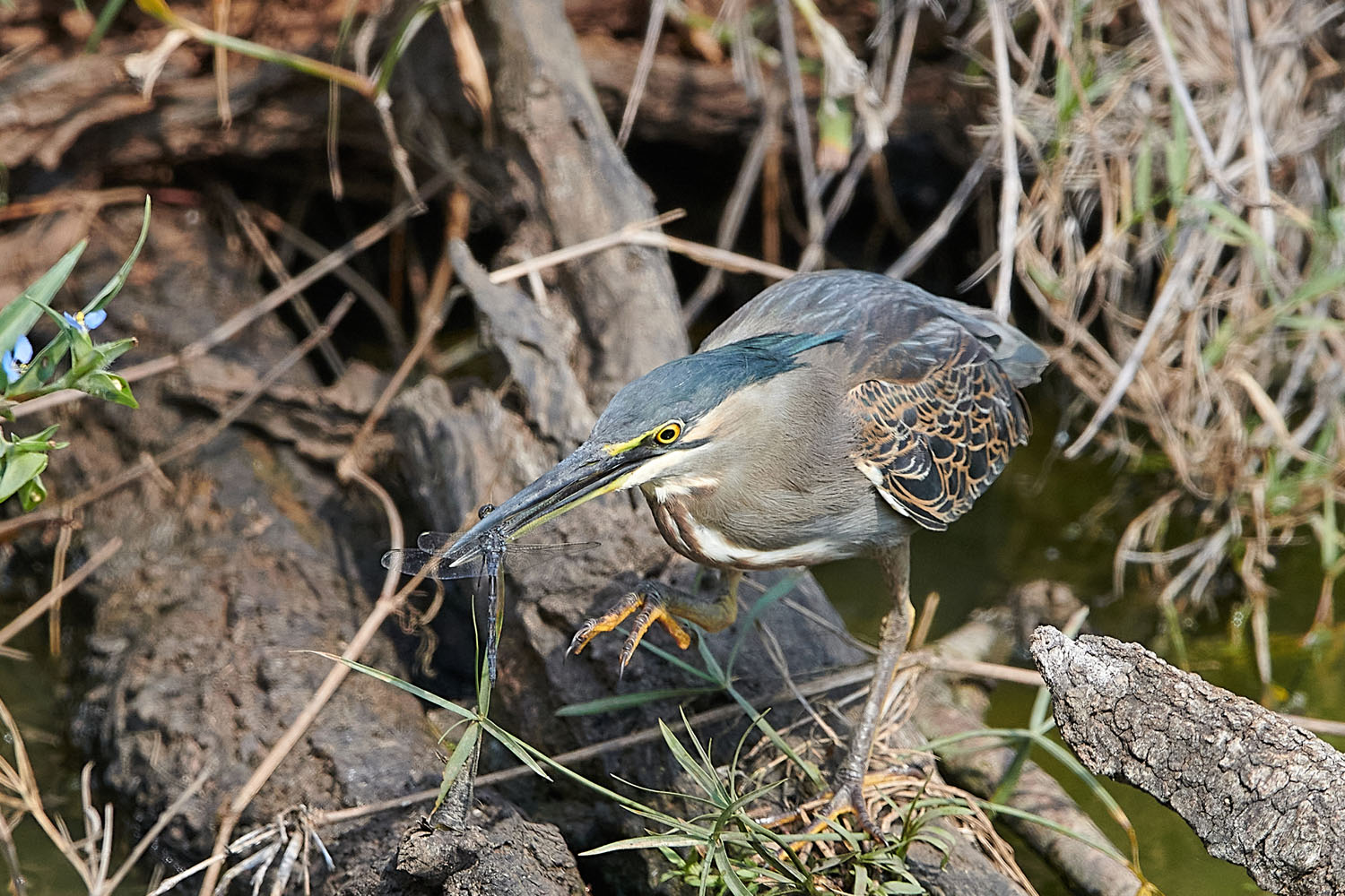 MANGROVENREIHER - GREEN-BACKED HERON