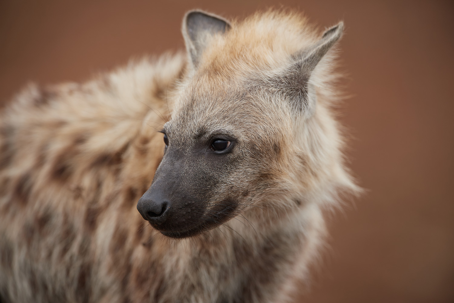 TÜPFELHYÄNE – SPOTTED HYENA