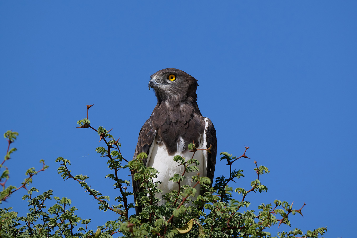 SCHWARZBRUST-SCHLANGENADLER – BLACK-CHESTED SNAKE EAGLE