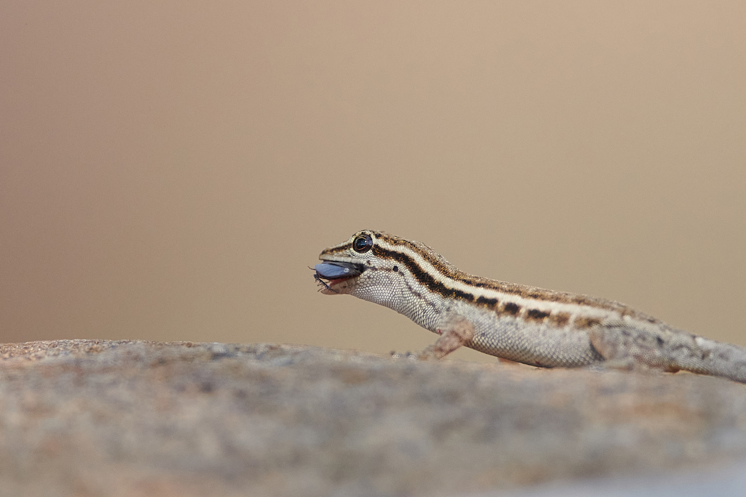 GEMEINER ZWERGGECKO - COMMON DWARF GECKO