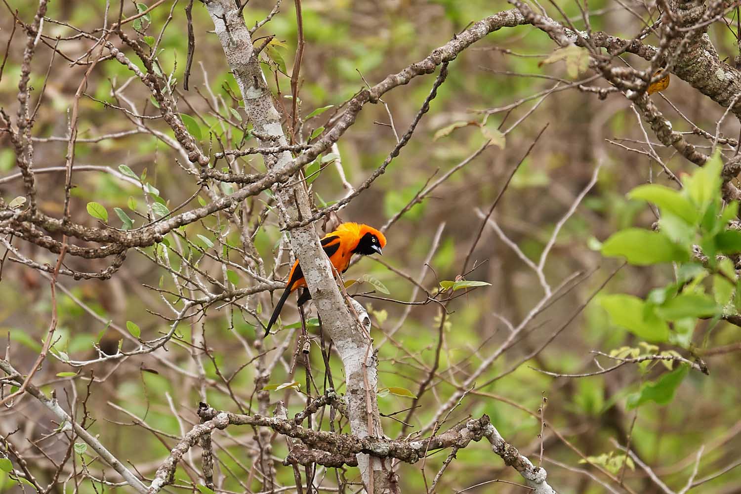 ORANGERÜCKENTRUPIAL – ORANGE-BACKED TROUPIAL