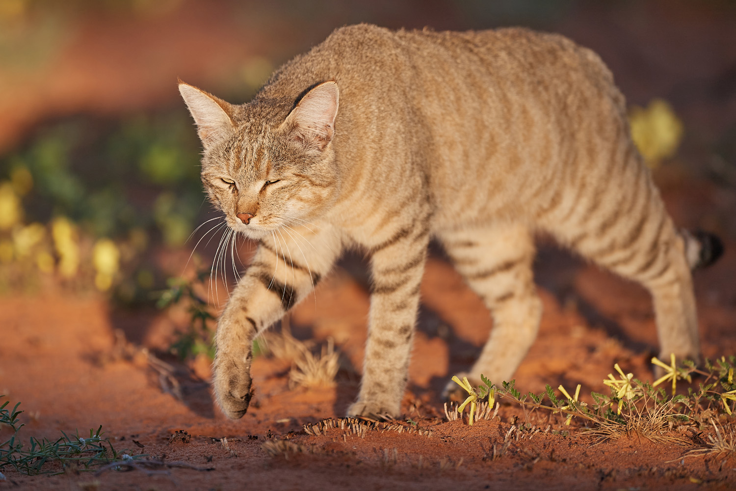 AFRIKANISCHE WILDKATZE – AFRICAN WILDCAT