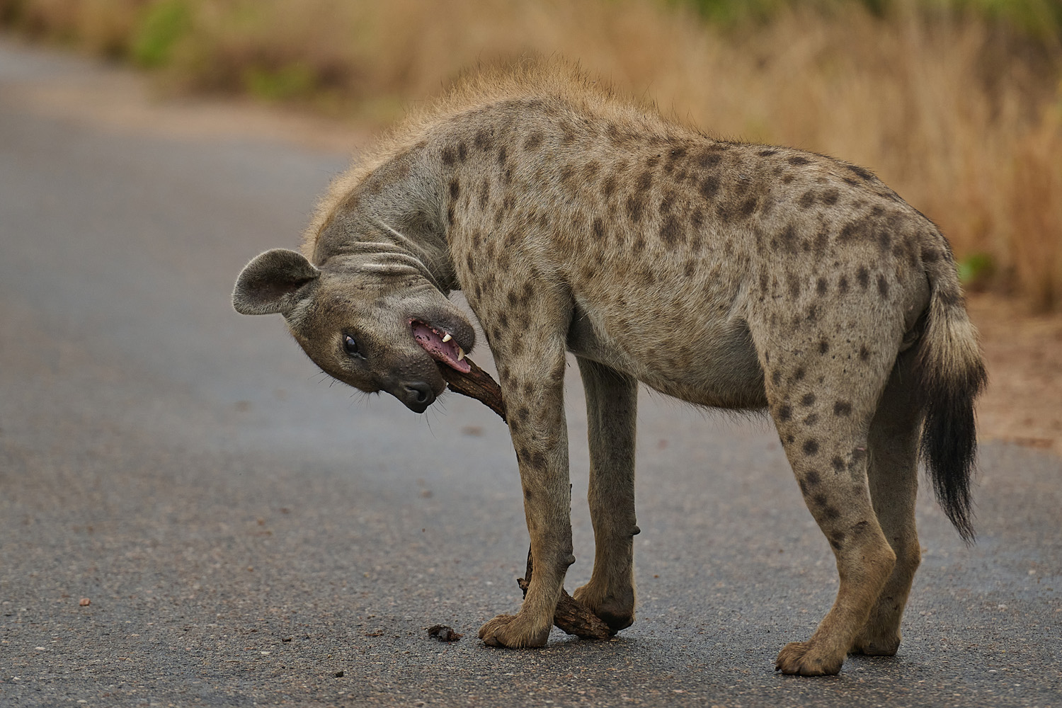 TÜPFELHYÄNE – SPOTTED HYENA