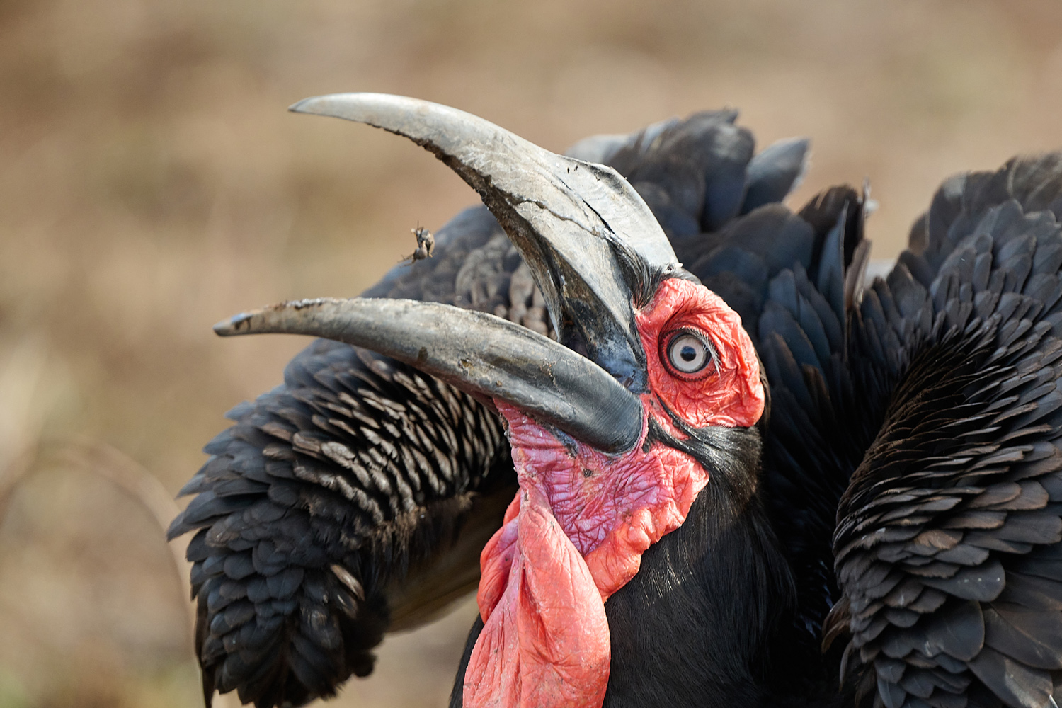 HORNRABE - SOUTHERN GROUND-HORNBILL