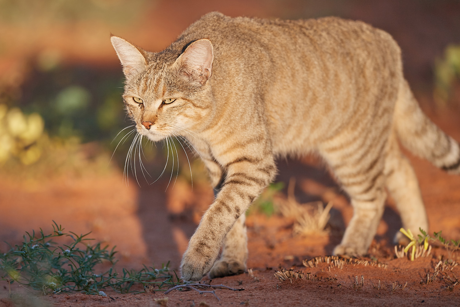 AFRIKANISCHE WILDKATZE – AFRICAN WILDCAT