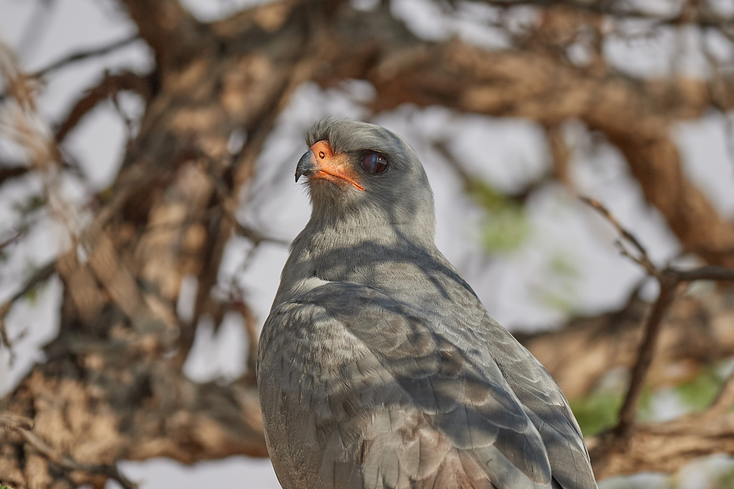 GRAUBÜRZEL-SINGHABICHT - DARK CHANTING GOSHAWK