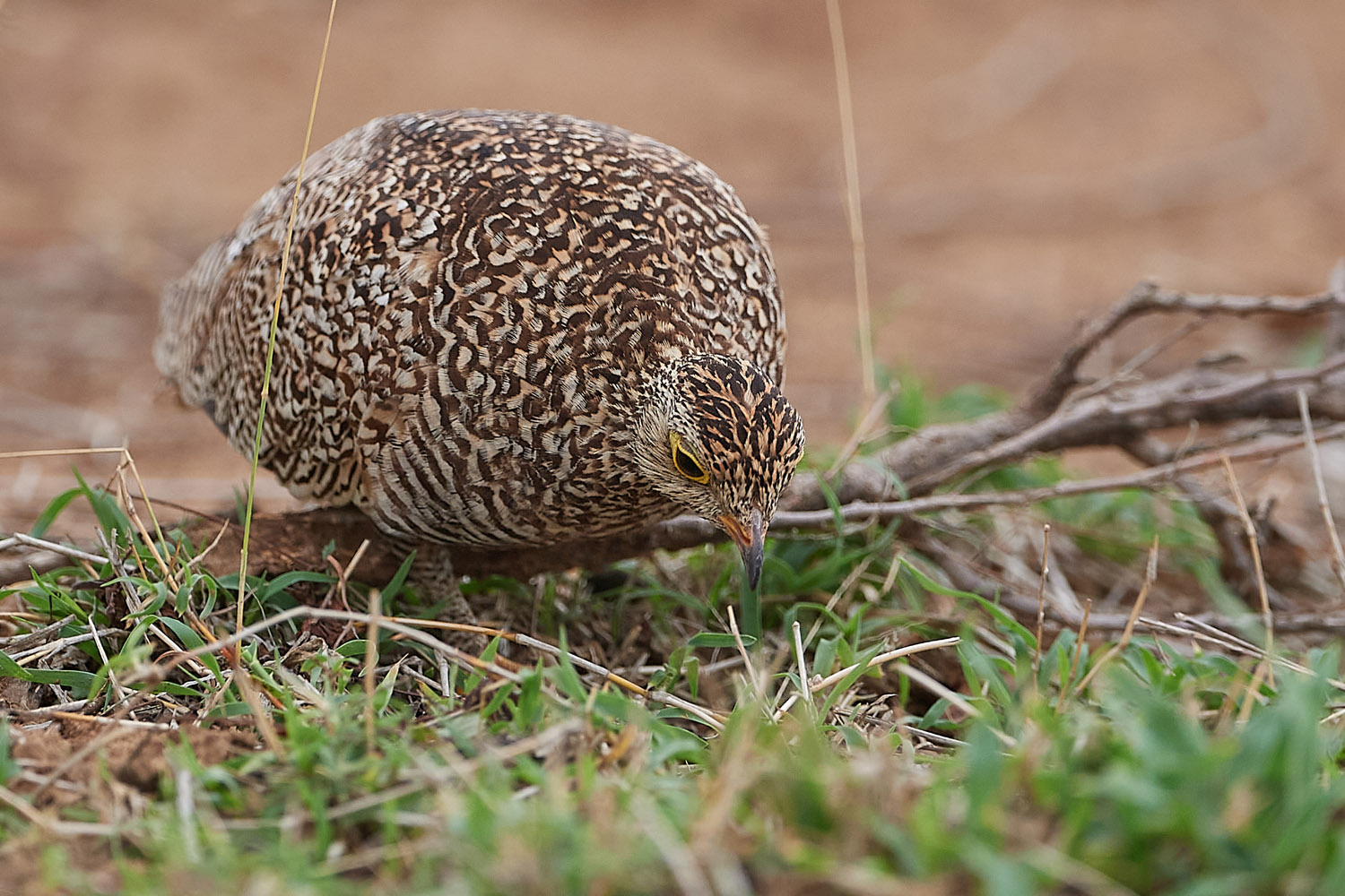 NACHTFLUGHUHN – DOUBLE-BANDED SANDGROUSE