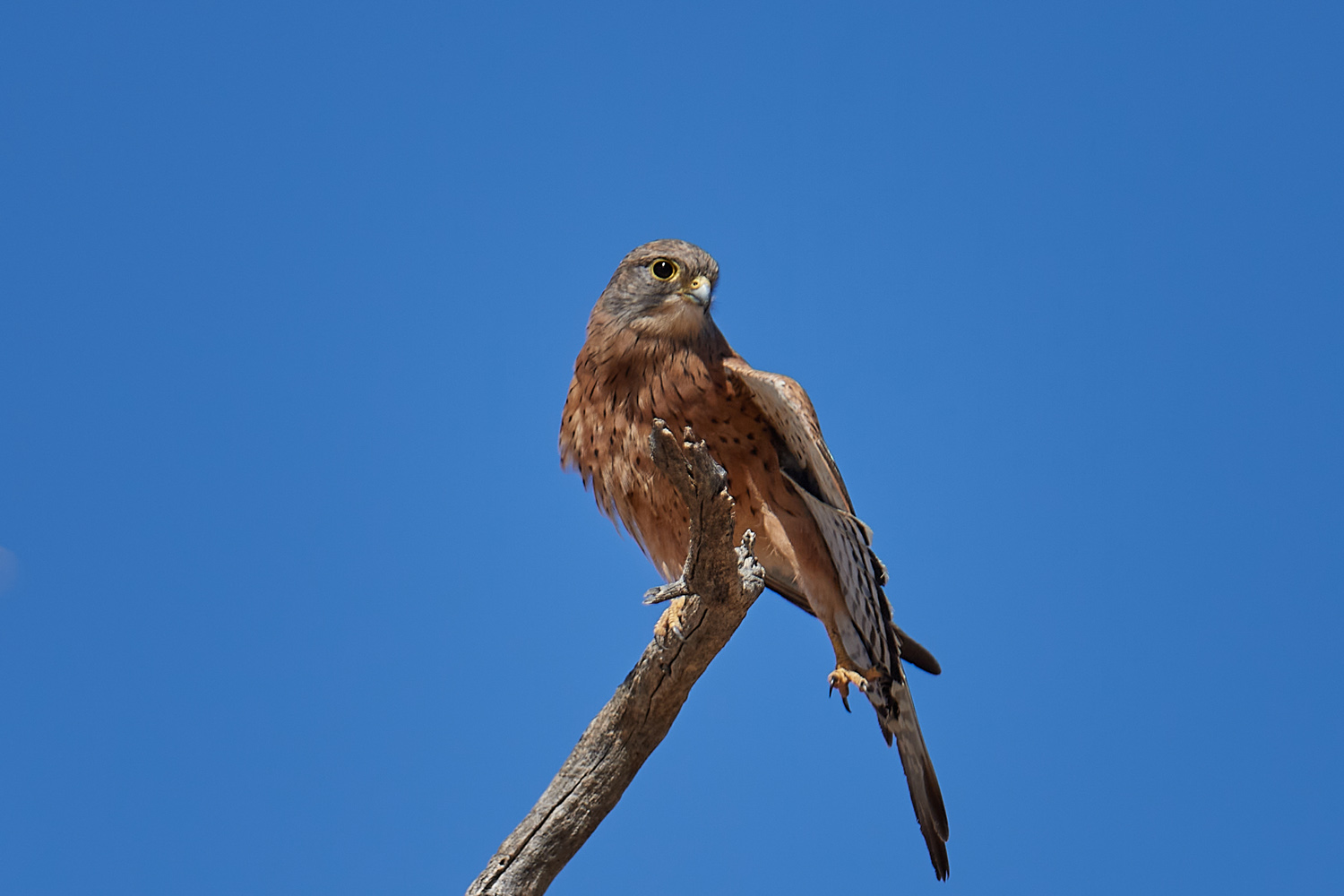 FELSENFALKE – ROCK KESTREL