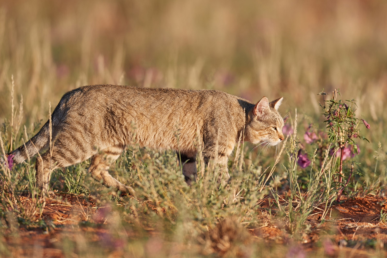 AFRIKANISCHE WILDKATZE – AFRICAN WILDCAT