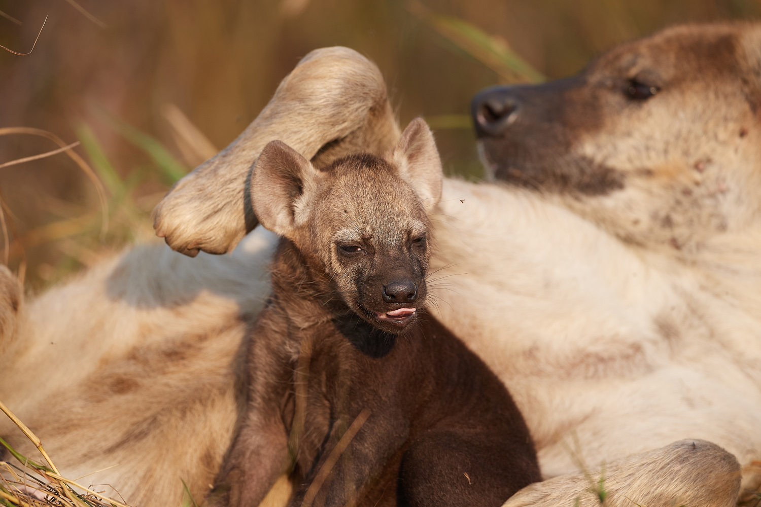 TÜPFELHYÄNE – SPOTTED HYENA