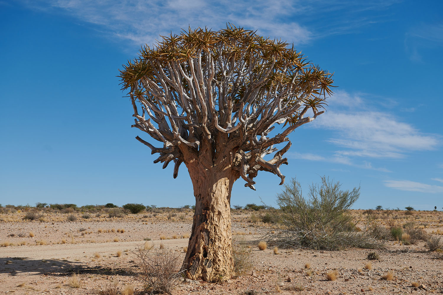 KÖCHERBAUM - QUIVER TREE