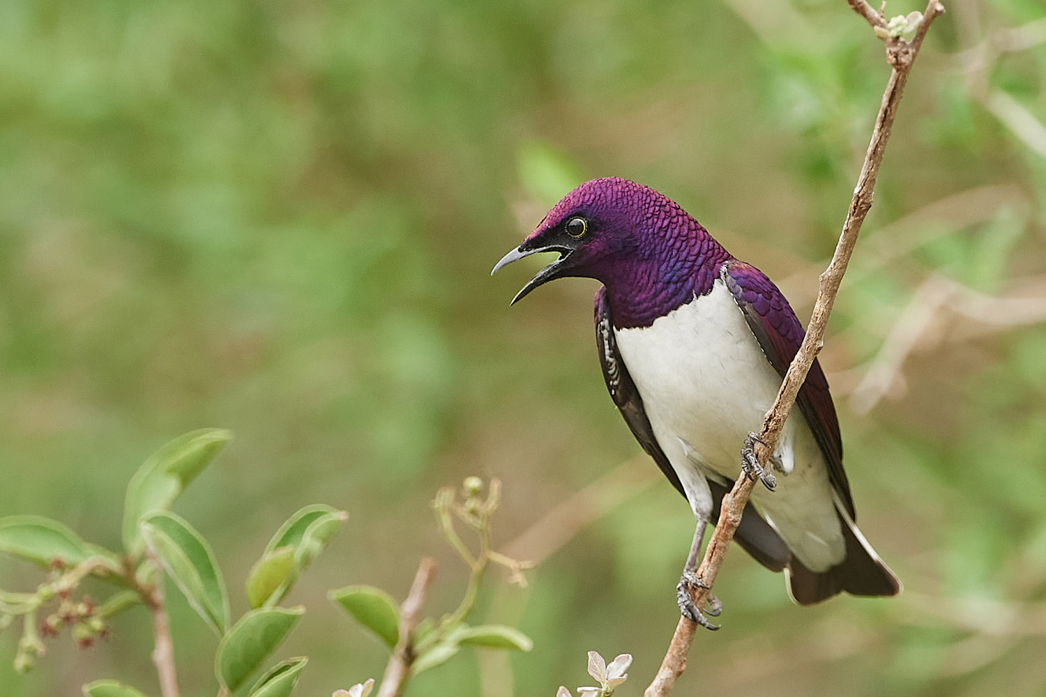 AMETHYSTGLANZSTAR – VIOLET-BACKED STARLING