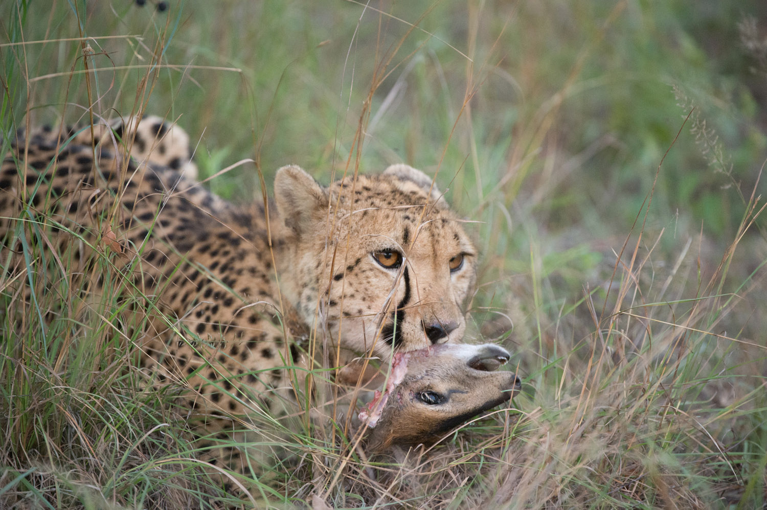 GEPARD – CHEETAH