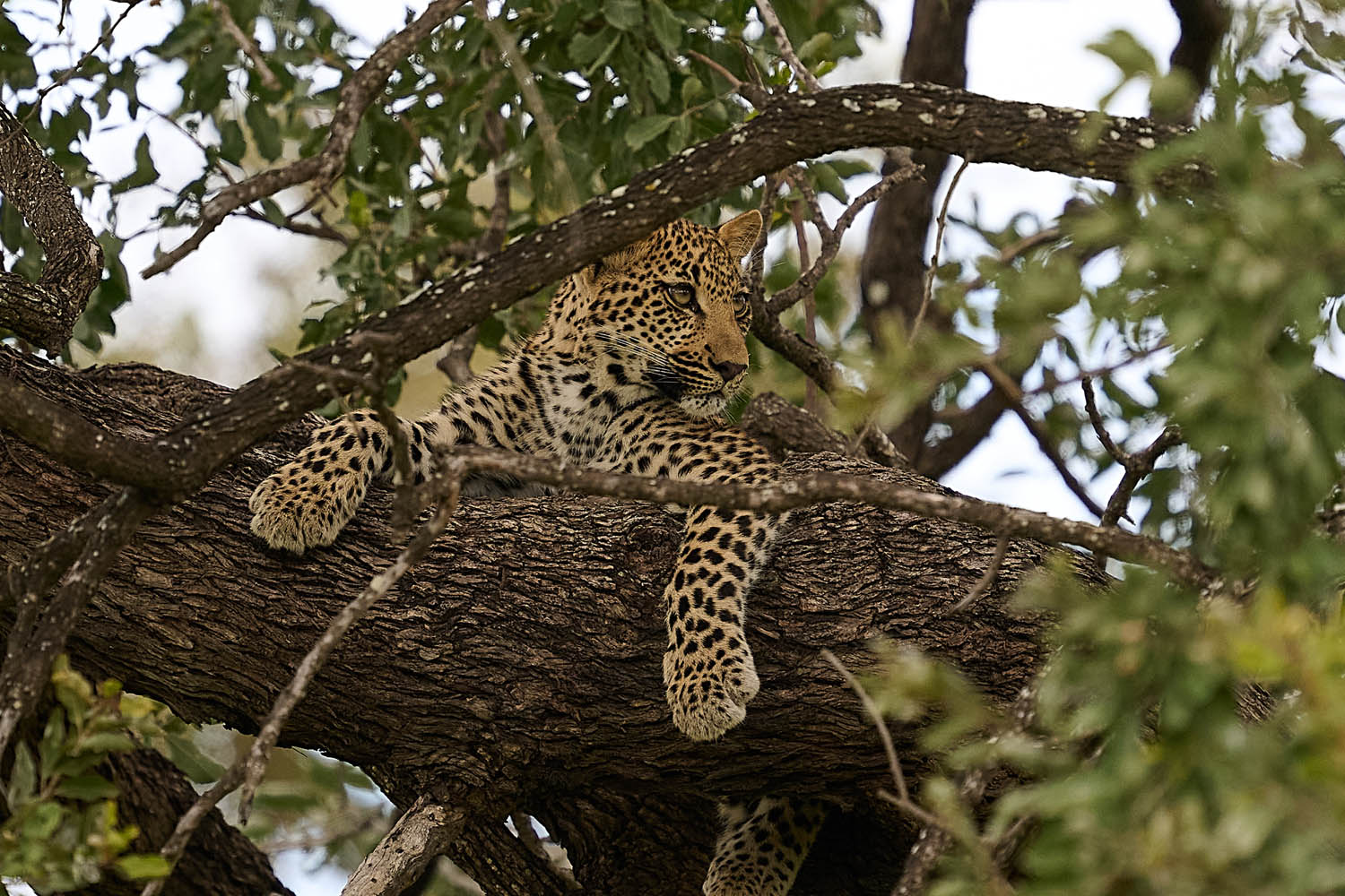 LEOPARD