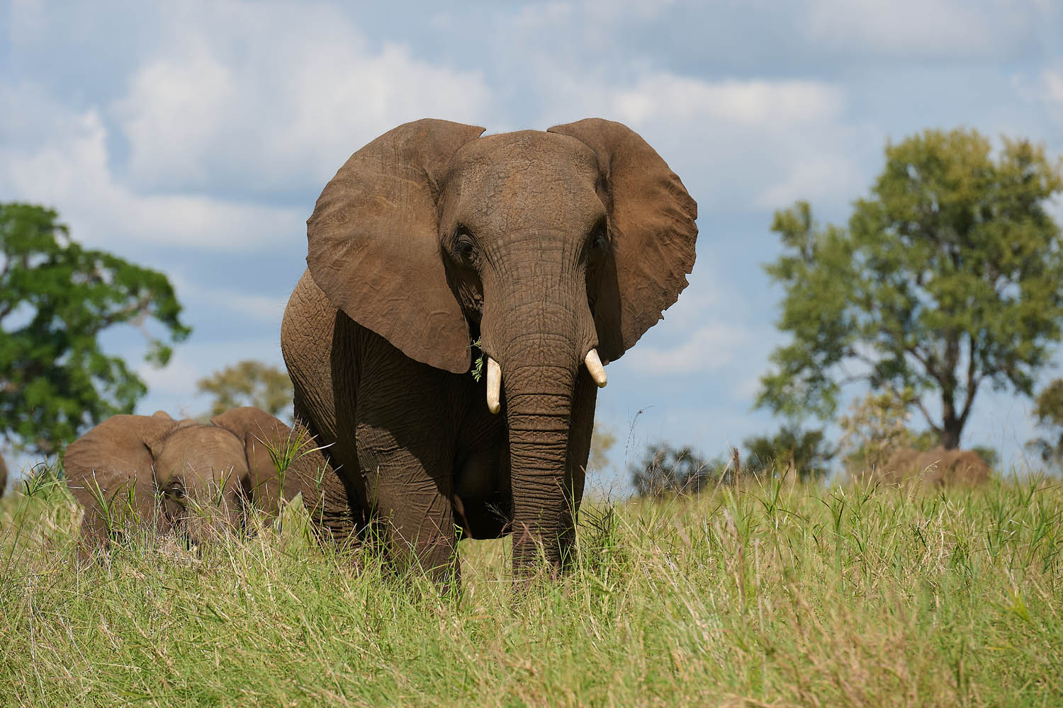 ELEFANT - ELEPHANT