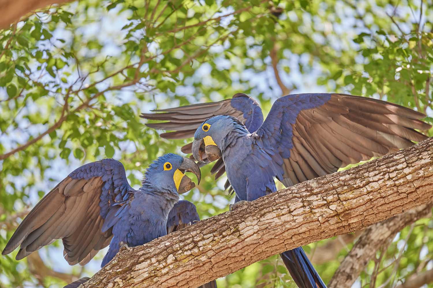 HYAZINTH-ARA – HYACINTH MACAW