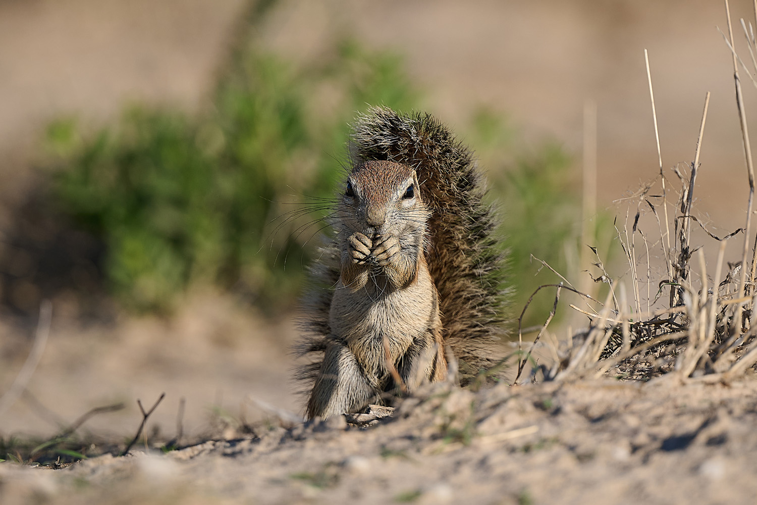 KAP-BORSTENHÖRNCHEN – SOUTH AFRICAN GROUND SQUIRREL