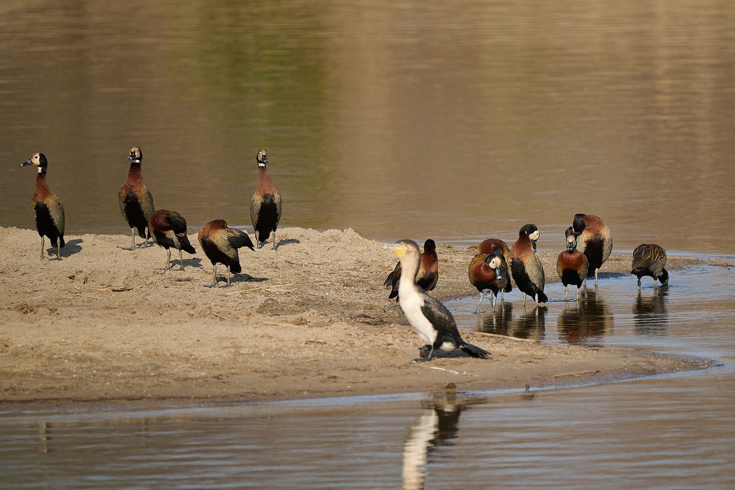 KORMORAN/WITWENPFEIFGANS – CORMORANT/WHITE-FACED DUCK