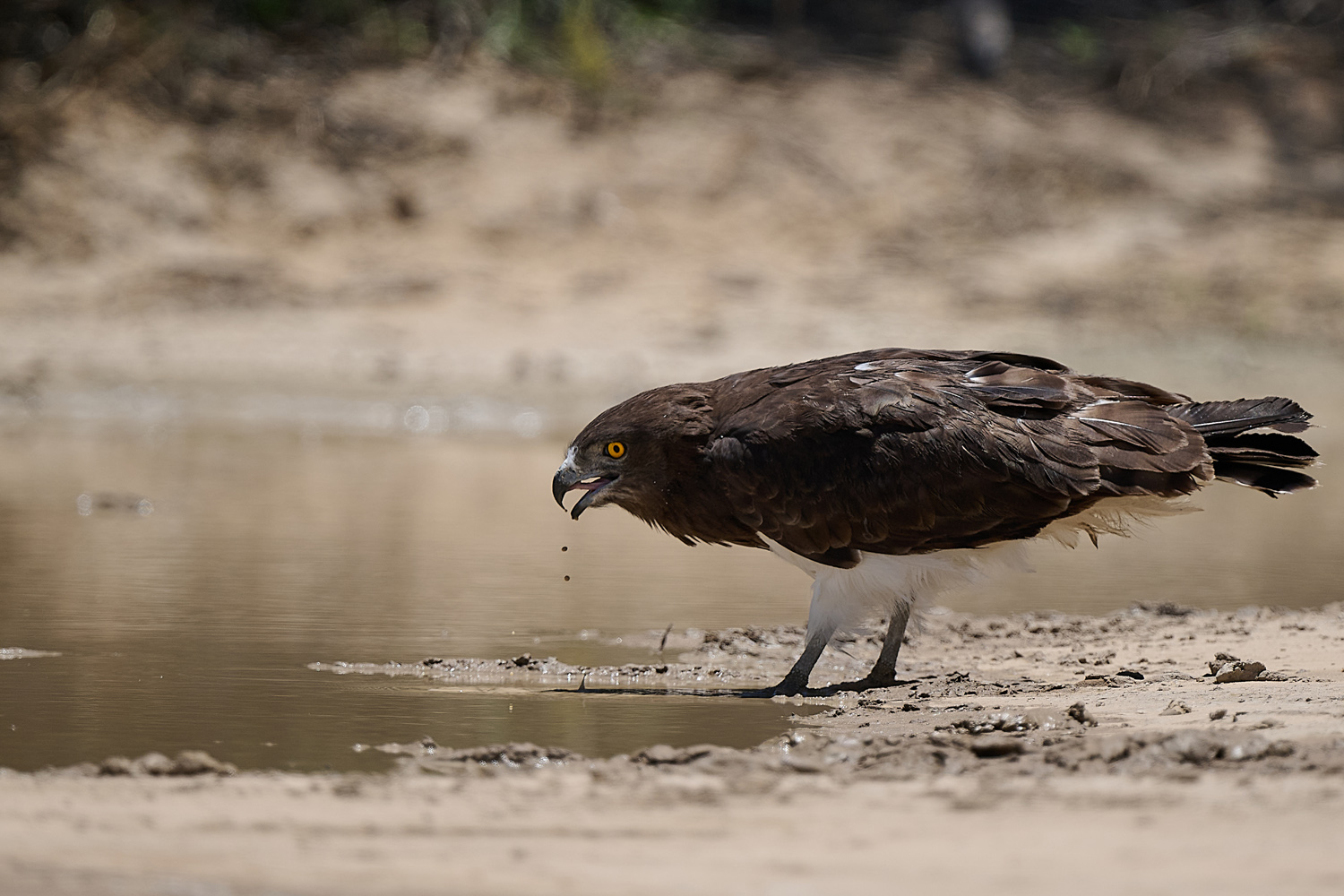 SCHWARZBRUST-SCHLANGENADLER – BLACK-CHESTED SNAKE EAGLE