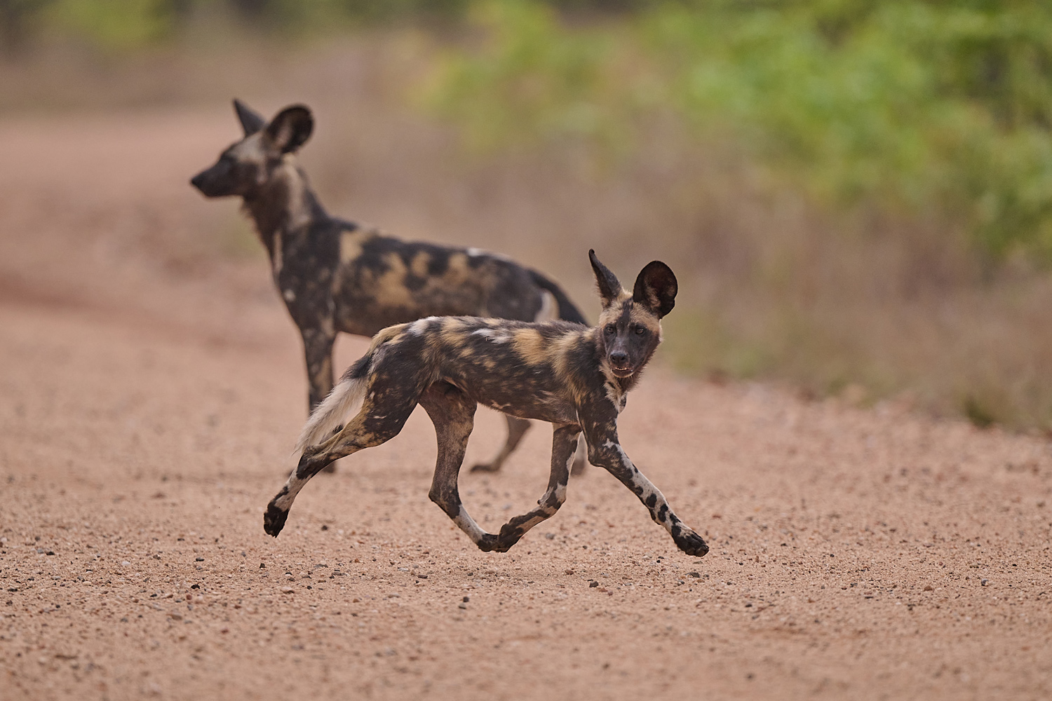 WILDHUND - WILD DOG